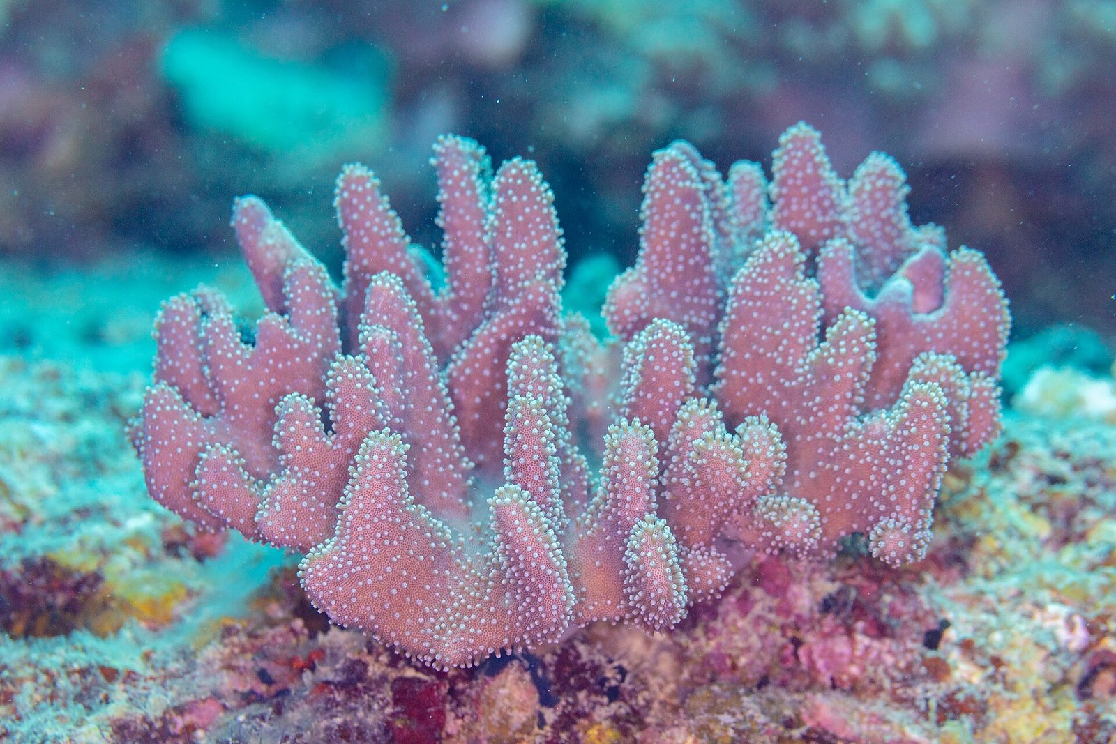 Rasp coral (Pocillopora verrucosa) off Mauritius
