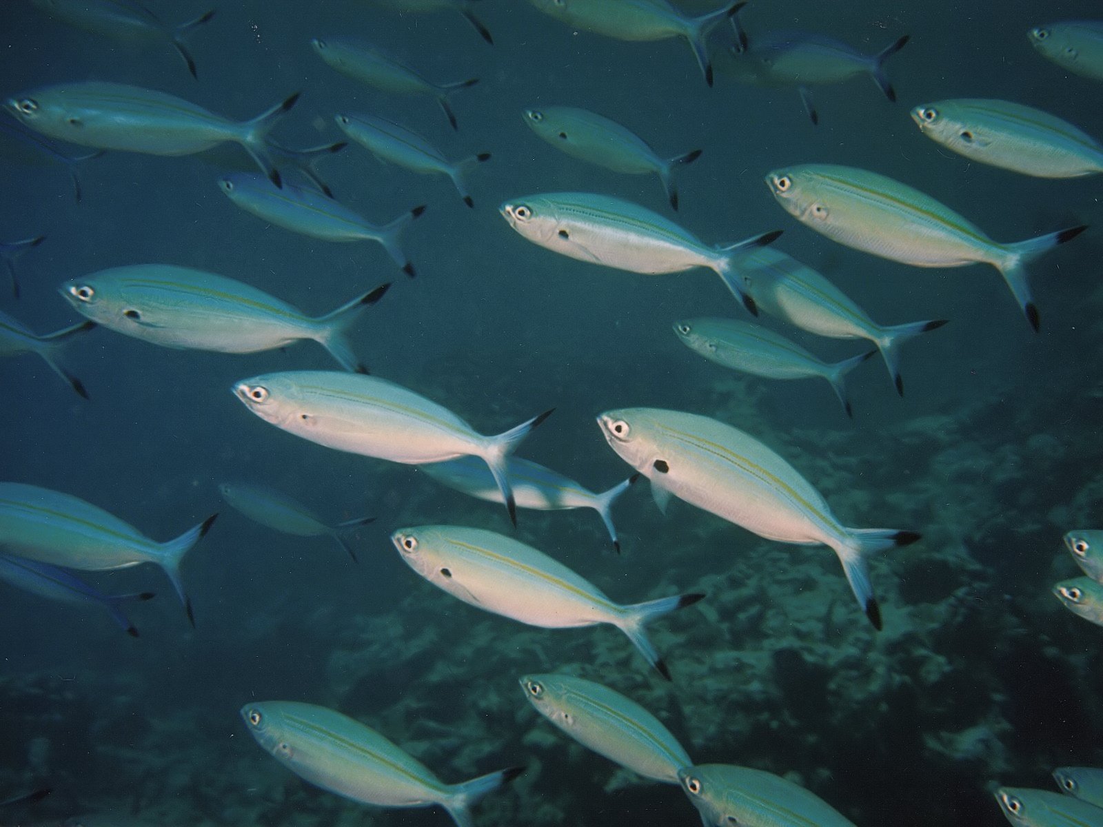 Variable-lined fusiliers off Trou aux Biches