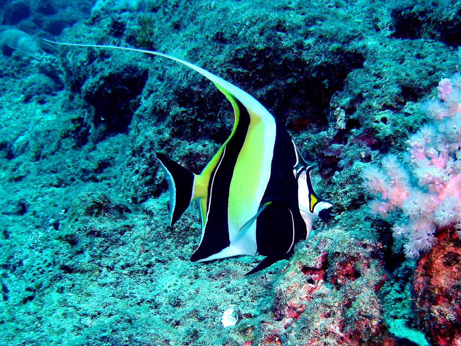 Moorish idol on a coral reef off Mauritius