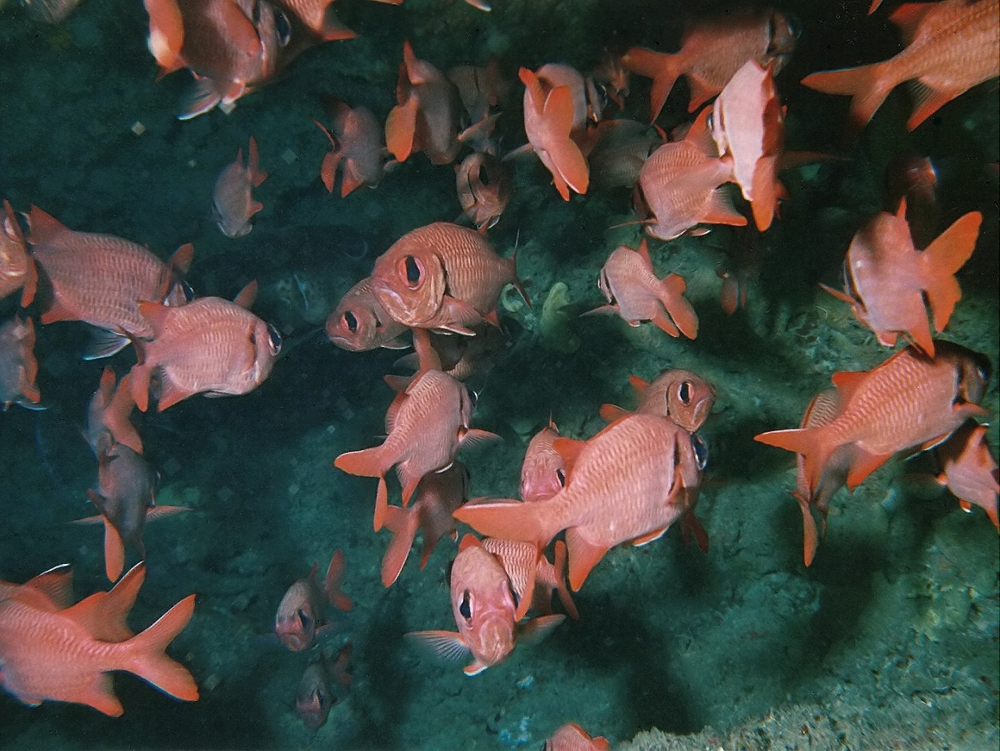 Big-eye soldierfish off Trou aux Biches
