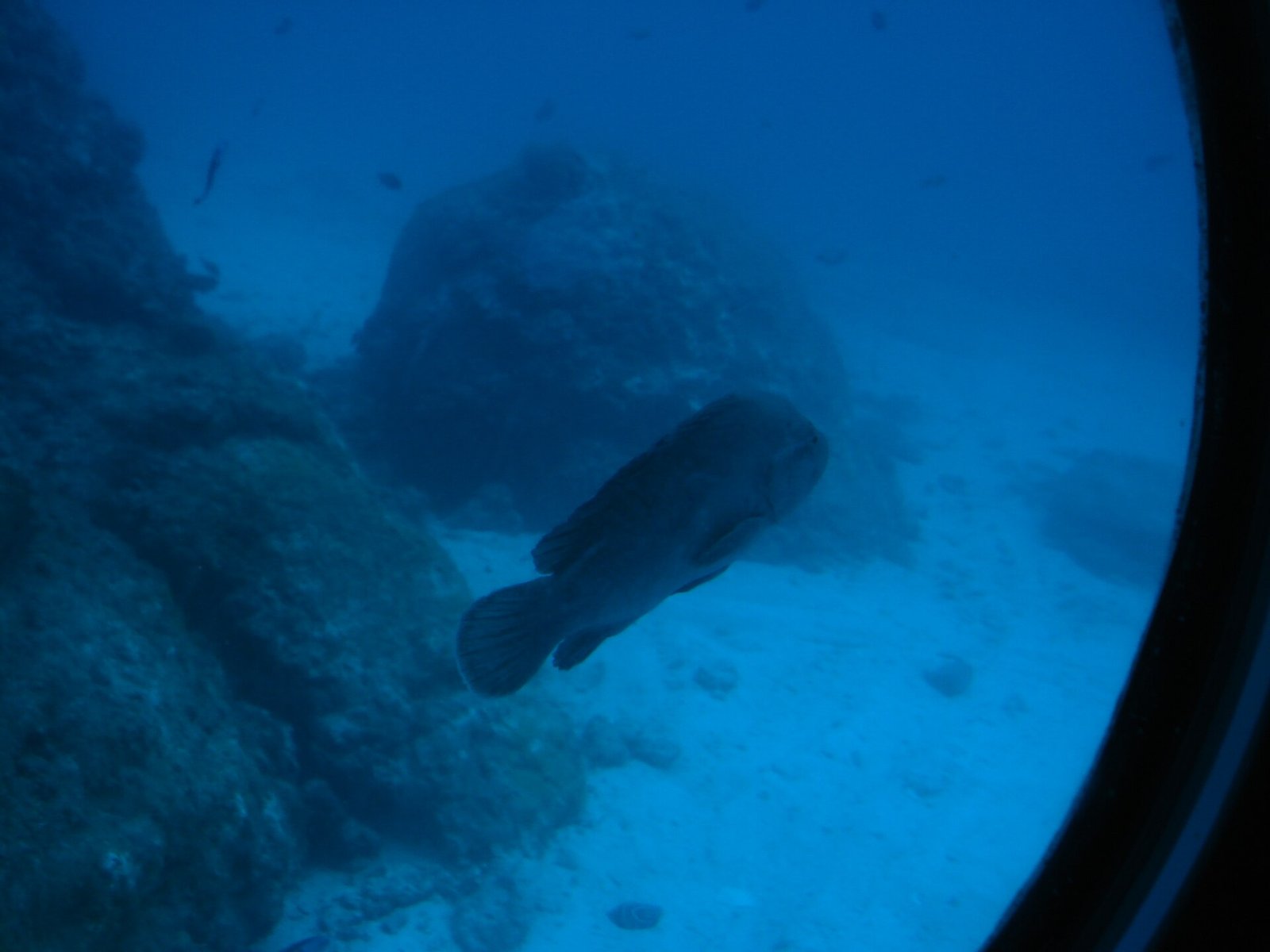 A grouper seen through a submarine window off Mauritius