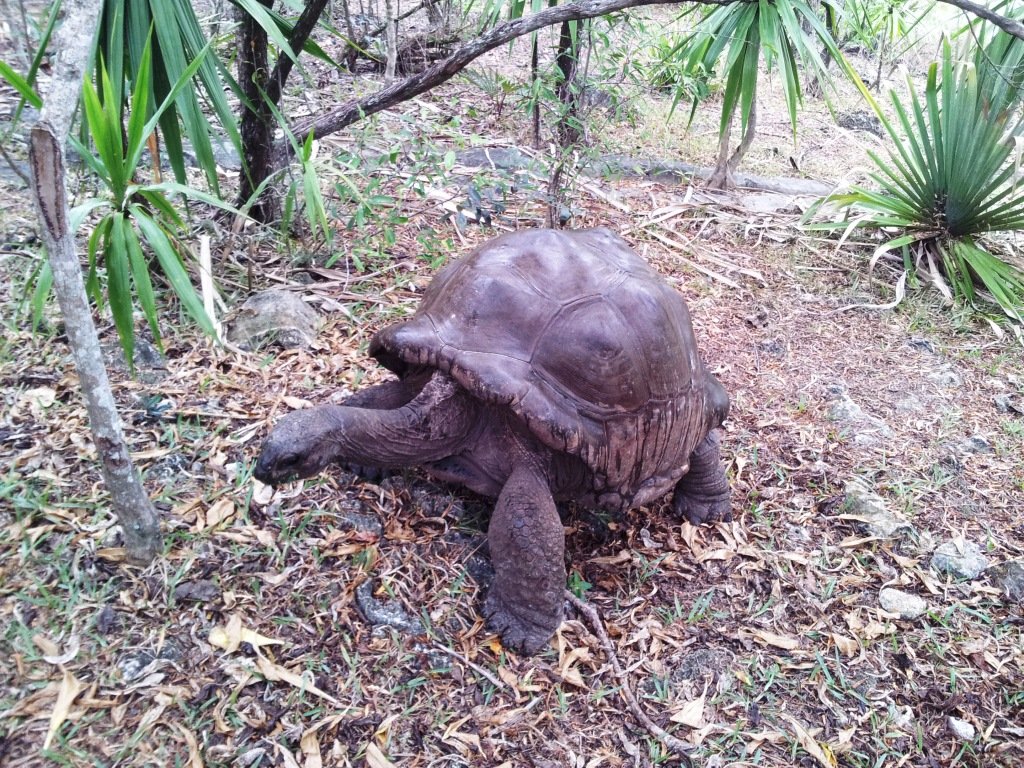 Aldabra giant tortoise on Île aux Aigrettes
