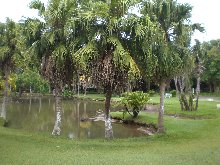 botanical-garten-curepipe