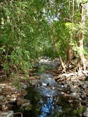 fauna-black-river-national-park-mauritius