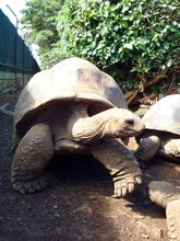 giant-turtles-at-casela-nature-and-leisure-park1