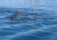 ile-aux-benitiers-dolphines-dream-team-mauritius