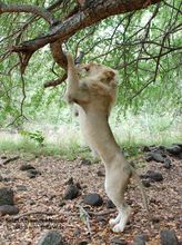 lion-casela-nature-and-leisure-park-mauritius