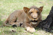 wild-cats-casela-nature-and-leisure-park-mauritius