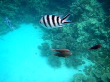 fishes-blue-bay-beaches-mauritius