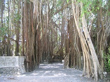 banyan-tree